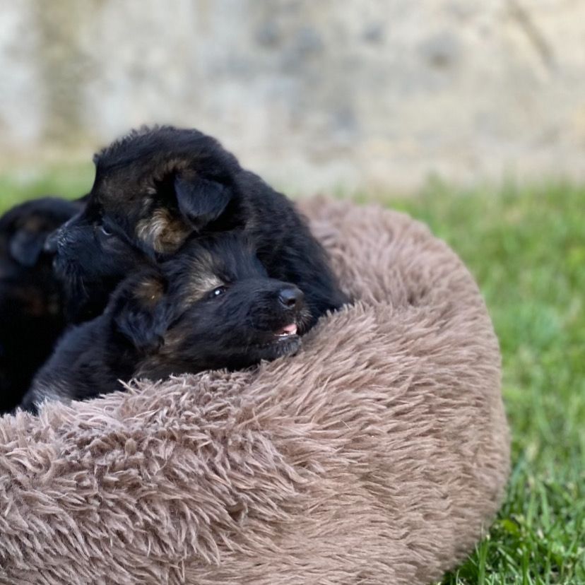 Nid de Velours™ | Le lit pour animaux de compagnie confortable